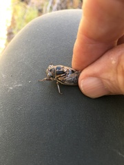 Diceroprocta eugraphica