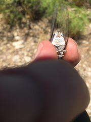 Diceroprocta eugraphica