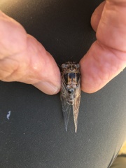 Diceroprocta eugraphica