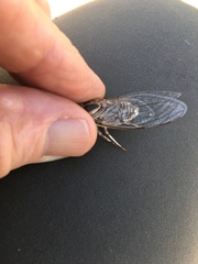 Diceroprocta eugraphica