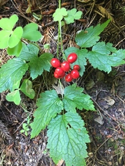 Actaea rubra rubra