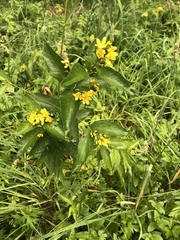 Lysimachia vulgaris