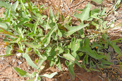 Calystegia occidentalis