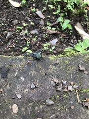 Dasysphinx mucescens