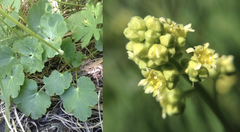 Heuchera grossulariifolia