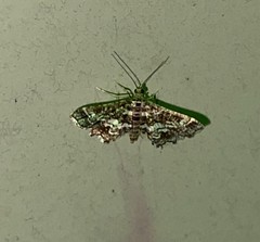 Diasemiopsis leodocusalis