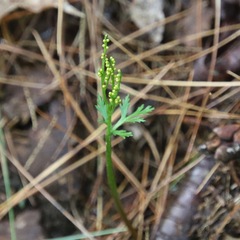 Botrychium angustisegmentum