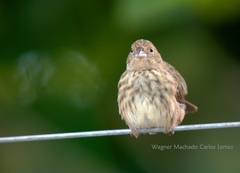 Blue-Black Grassquit photo 5