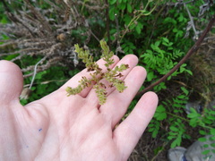 Phacelia congesta