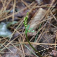 Botrychium angustisegmentum