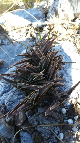 Aloe calcairophila
