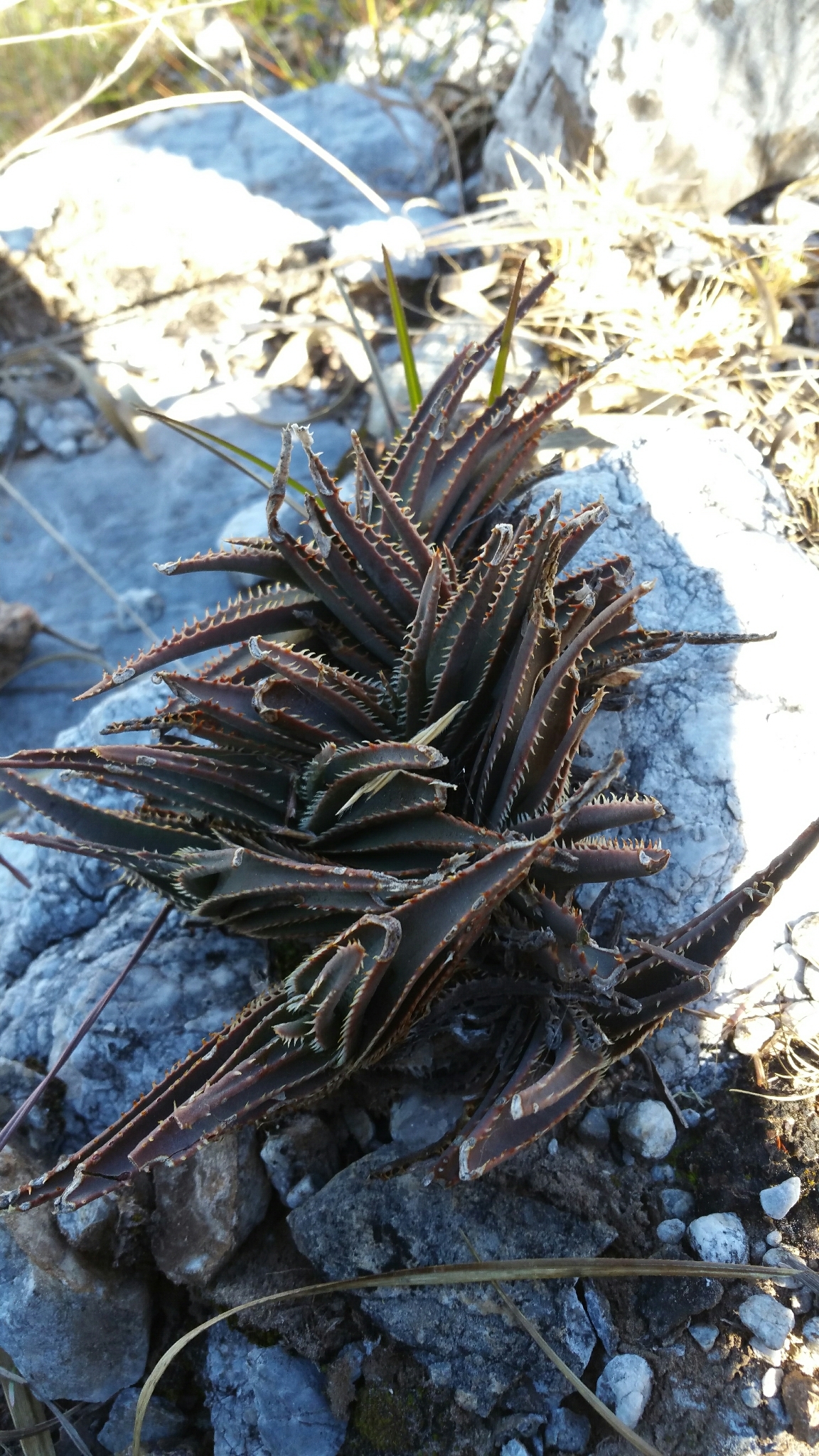Aloe calcairophila