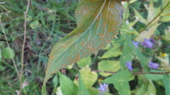 Coleosporium campanulae