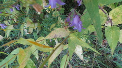 Coleosporium campanulae