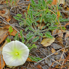 Calystegia subacaulis