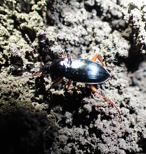 Dark-footed Harp Ground Beetle photo 3
