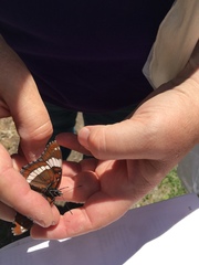 Limenitis arthemis rubrofasciata