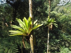 Vriesea bituminosa