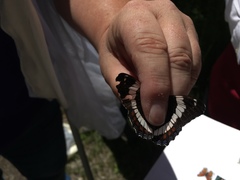 Limenitis arthemis rubrofasciata