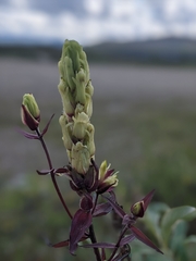 Castilleja pallida caudata