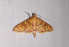 Ischnurges gratiosalis