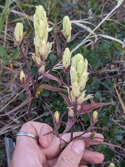 Castilleja pallida caudata