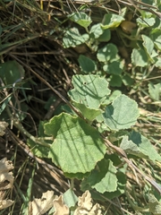 Malvella leprosa