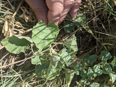 Malvella leprosa