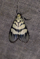 Heortia