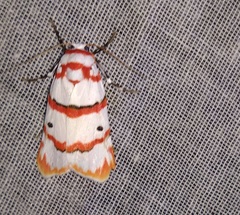 Cyana perornata