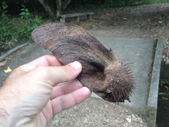 Centrolobium tomentosum