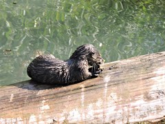 Lontra canadensis