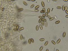 Psathyrella longistriata