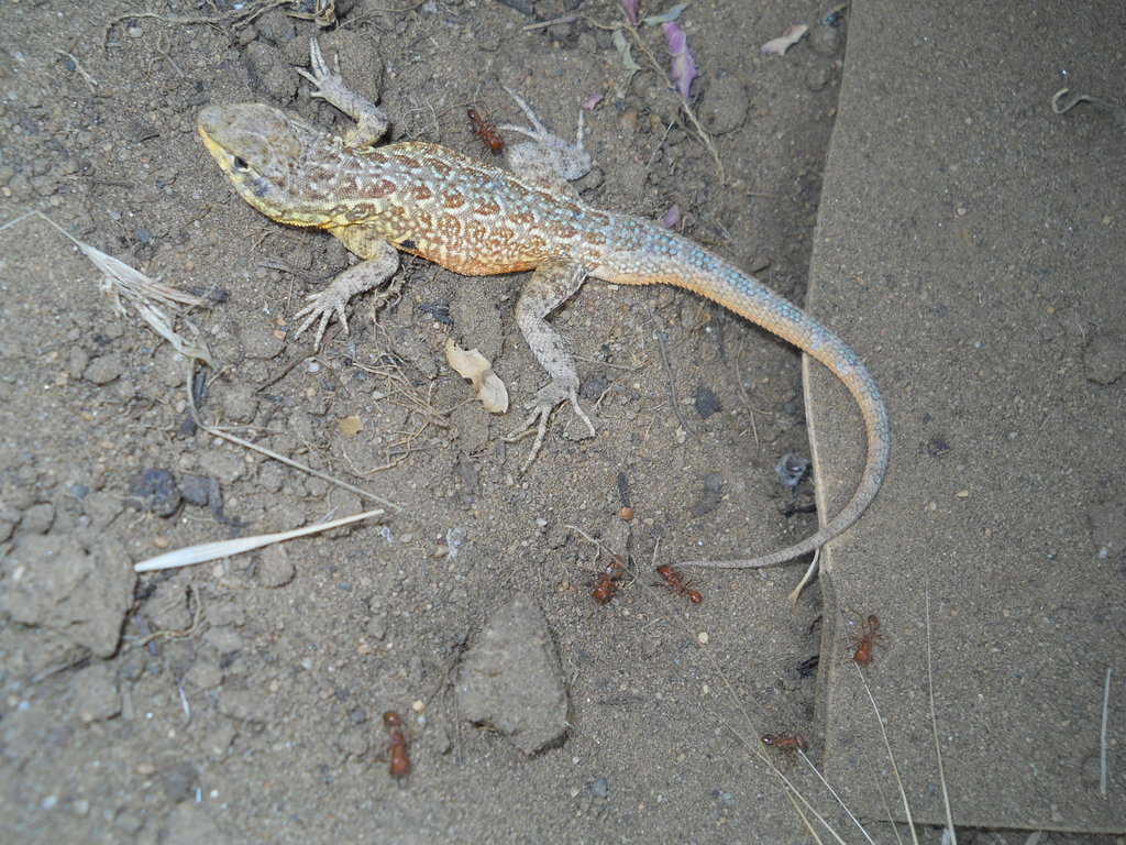 Western Side-blotched Lizard from Antioch Dunes National Wildlife ...
