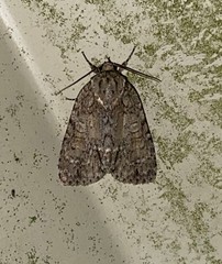 Acronicta spinigera