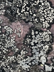 Rhizocarpales