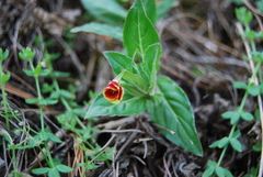 Oenothera epilobiifolia