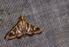 Chabula telphusalis