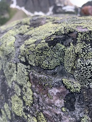 Rhizocarpales