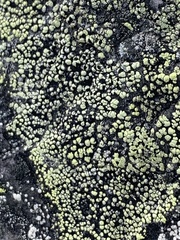 Rhizocarpales