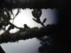 Phibalura flavirostris