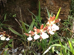 Miltonia cuneata