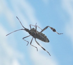 Leptoglossus clypealis