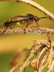 Orthops