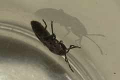 Horvathiolus amoenulus