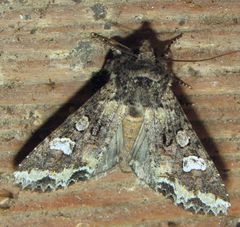 Mamestra configurata