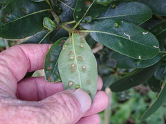 Eriophyes inermae
