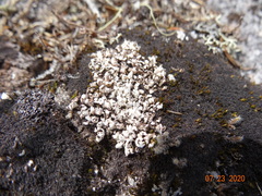 Cladonia cariosa