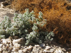 Drosanthemum luederitzii