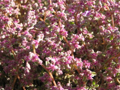 Aizoon mezianum